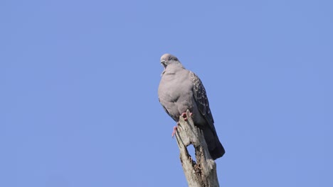 una paloma alada se alza pomposamente sobre una rama seca mirando a su alrededor