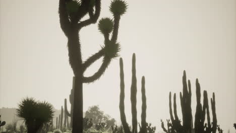 cacti silhouetted against bright sky in desert landscape at sunset