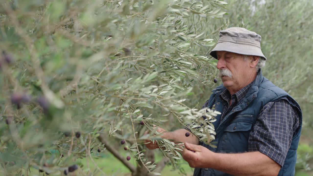 Older caucasian worker with mustache harvests olives by hand, medium handheld view