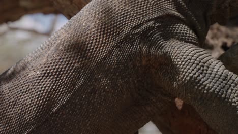 side close-up of face of wild komodo dragon by trees, pan along body