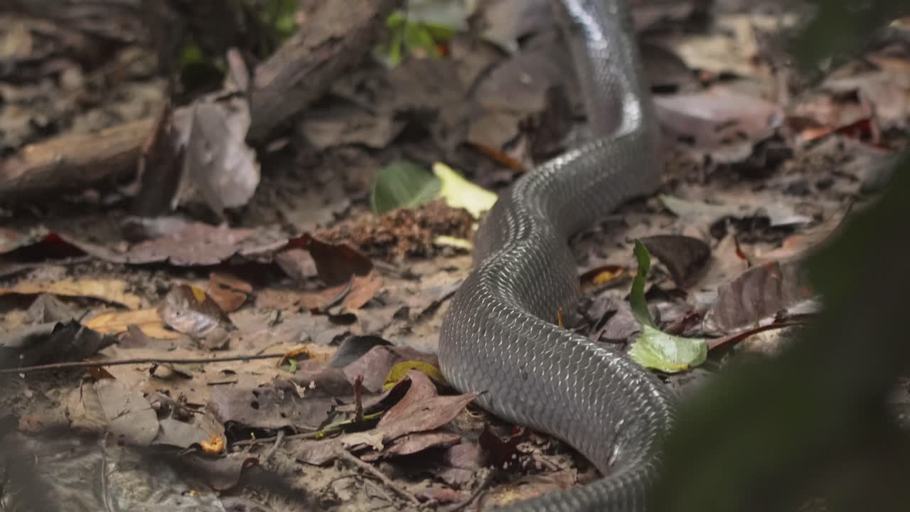 siguiendo a una serpiente que se desliza por el suelo del bosque con un tinte añil que brilla en sus escamas