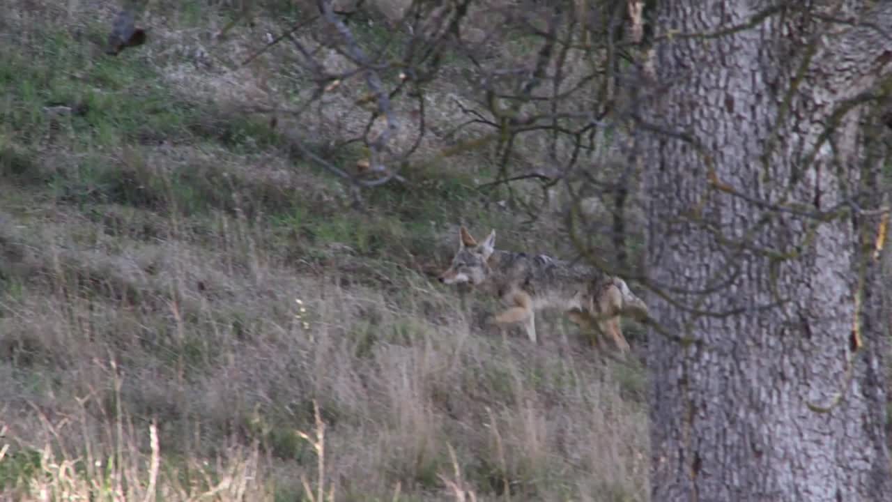 A Coyote Walks Along A Hillside