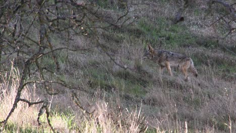 A-Coyote-Walks-Along-A-Hillside