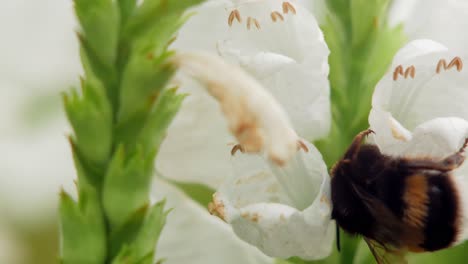 bumble bee collects pollen from a snapdragon white flower plant