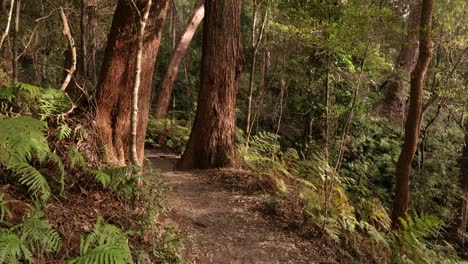 Hand-held-footage-of-Purlingbrook-Falls-walk,-Springbrook-National-Park,-Gold-Coast-Hinterland,-Queensland,-Australia