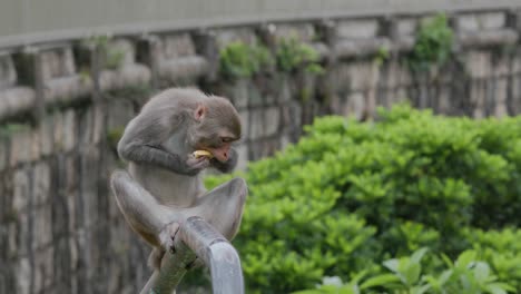 Affe-Auf-Grauer-Wand