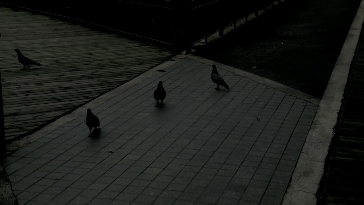 птицы, гуляющие в парке