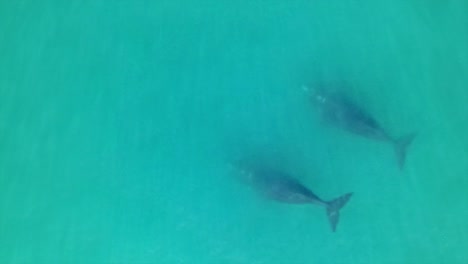 pareja de ballenas francas australes en la superficie