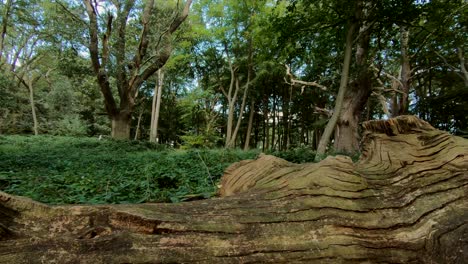 Frondoso-Bosque-En-Un-Bosque-Inglés-Con-Un-árbol-Caído-Muerto-En-El-Suelo