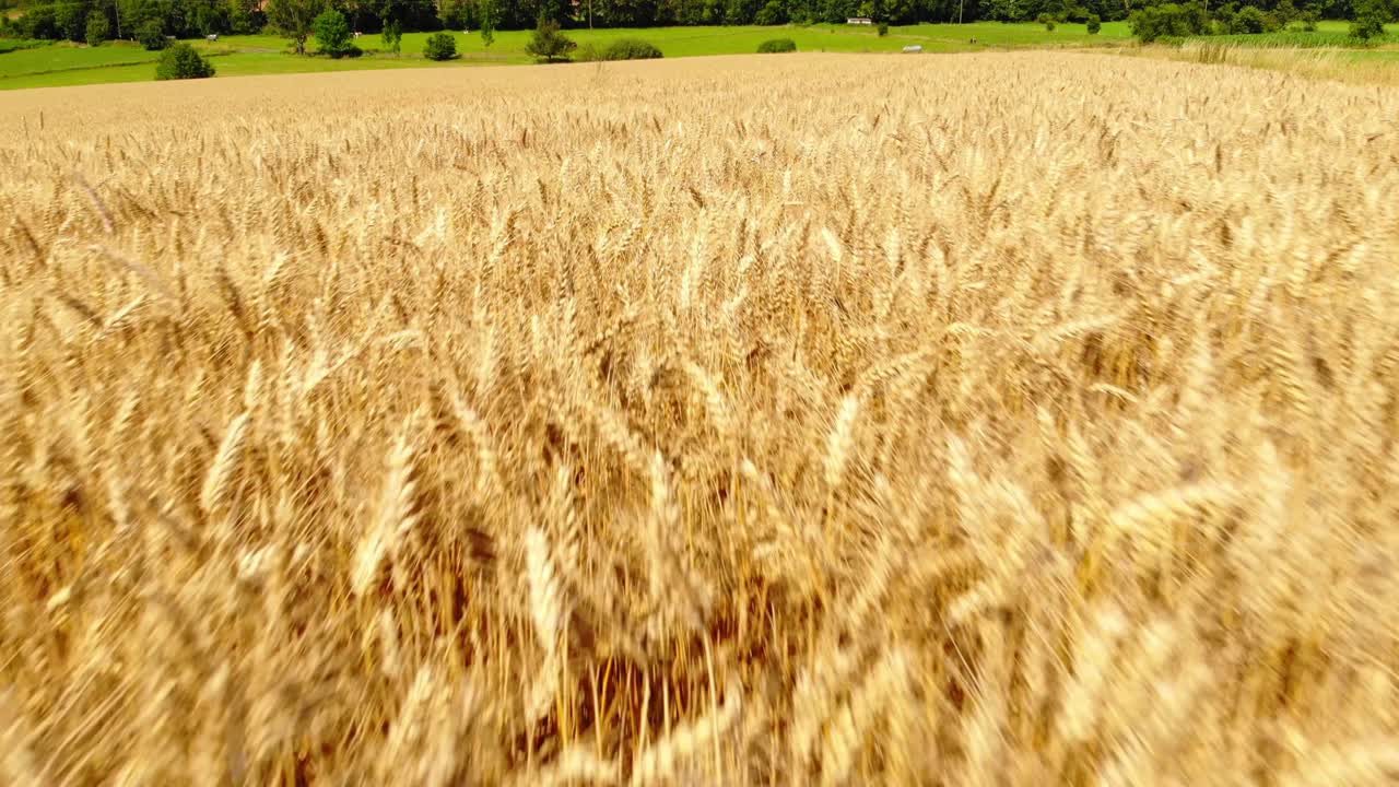 пролетая над золотыми зрелыми полями ячменя