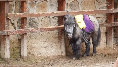 grey miniature pony in a stable
