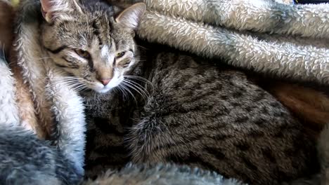 cute tabby cat having a nap under a blanket on the couch at home