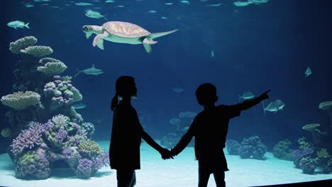 children at an aquarium looking at a turtle