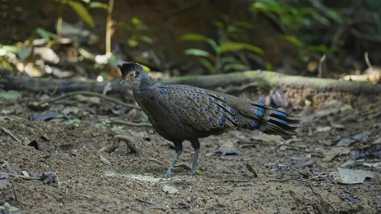 Malayan peacock-pheasant In Tropical Forest - Close Up