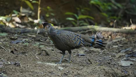 malayan peacock-pheasant in tropical forest - close up