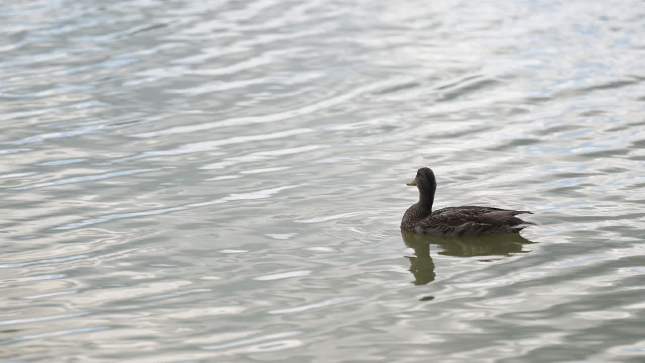 Duck swimming alone on reflective lake surface
