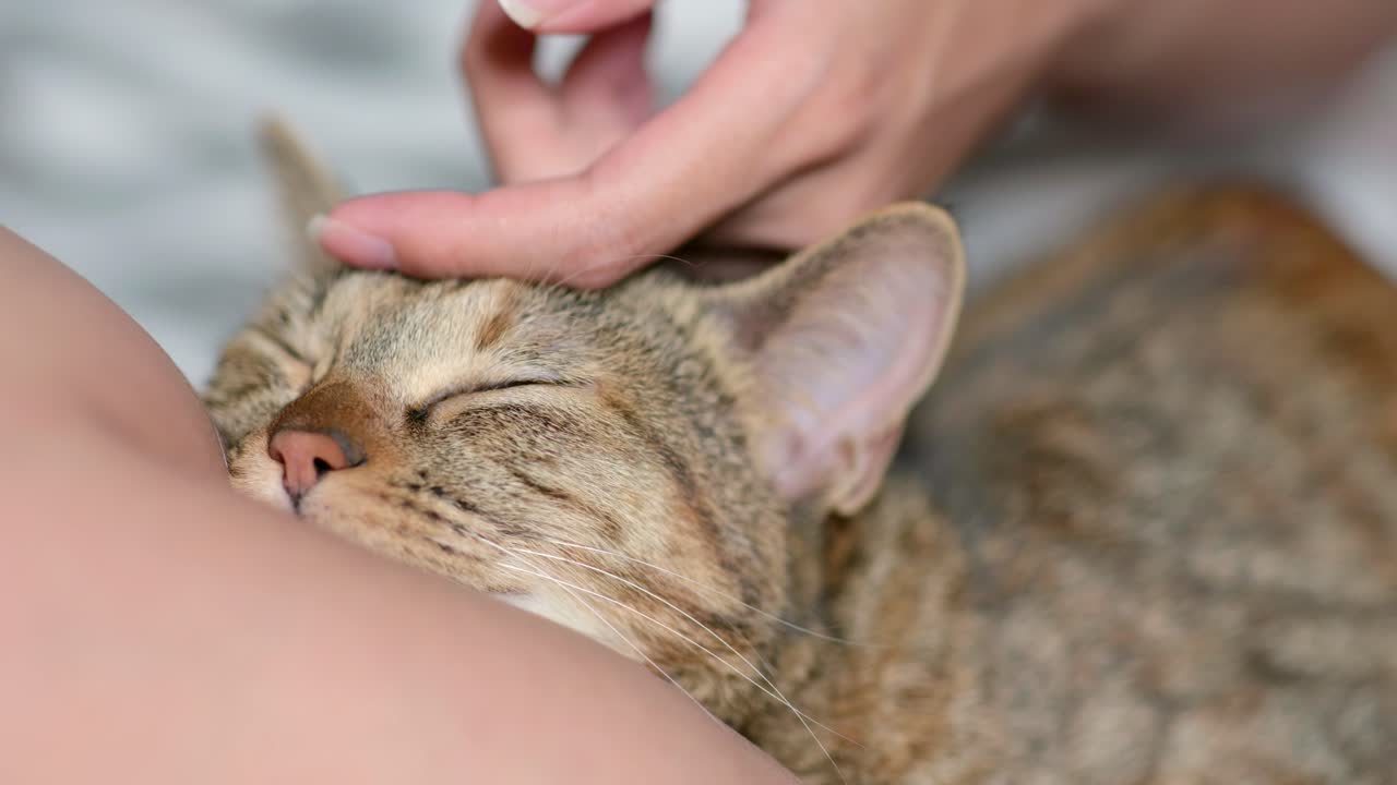 잠자는 고양이의 근접 사진