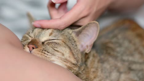 close-up view of cat sleeping