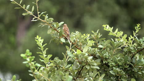 un gorrión doméstico se alza en una rama bajo la lluvia y vuela en cámara lenta - passer domesticus