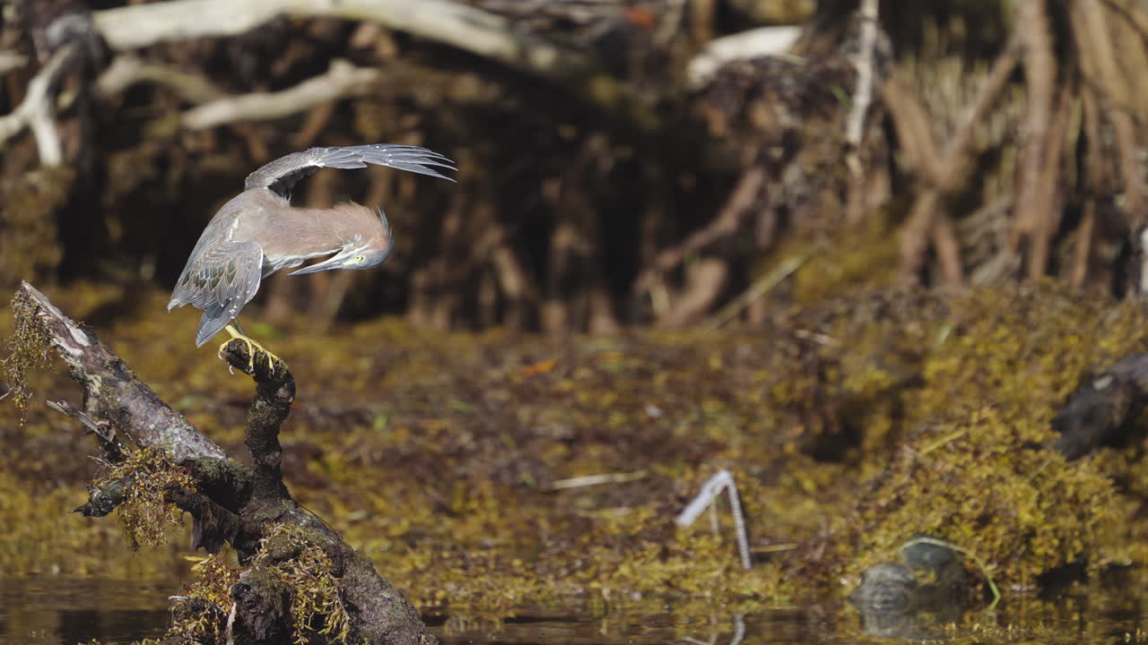Green Heron Lifting Wings and Preening Feathers on Mangrove Stump with Seaweed