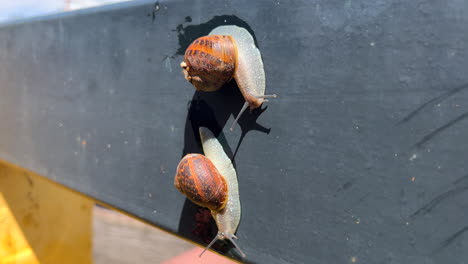 Two-garden-snails-slowly-moving-around,-snails-walking-in-the-sun-on-a-hot-summer-day,-4K-shot