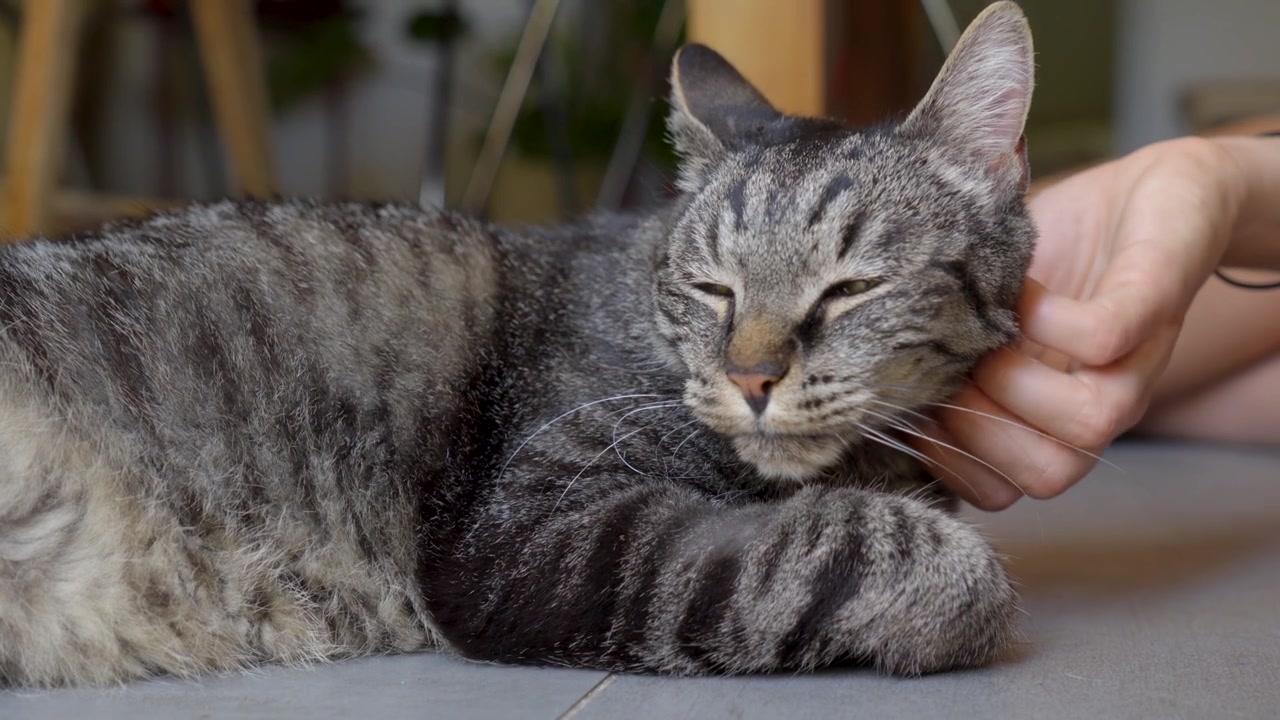 Person gently petting a relaxed tabby cat lying on an indoor floor in natural light