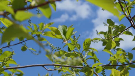 abstract green spring leaves in focus with a blue sunny sky and white clouds in the background