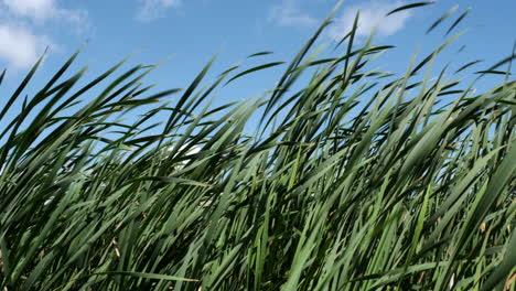 bullrushes blowing in the wind on a summers day