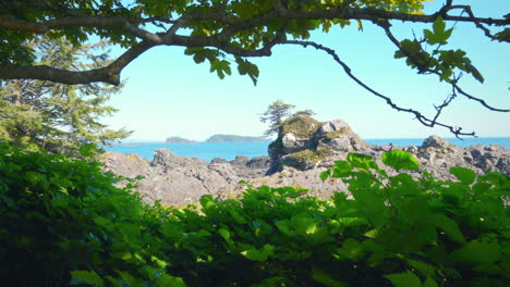 beautiful framed shot of rugged landscape in vancouver island