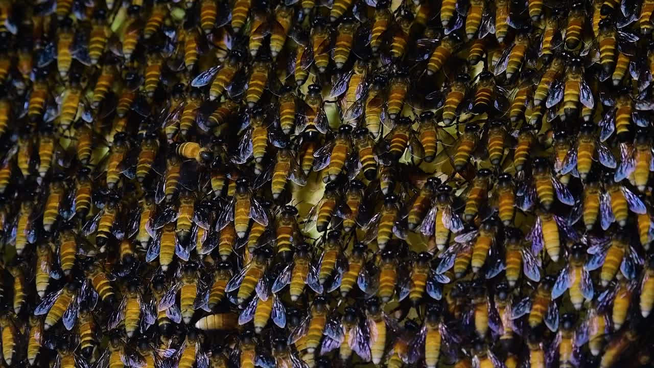 se sabe que las abejas melíferas gigantes construyen grandes colonias de nidos con bolsillos simétricos hechos de cera para almacenar miel como fuente de alimento.