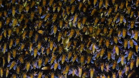 Se-Sabe-Que-Las-Abejas-Melíferas-Gigantes-Construyen-Grandes-Colonias-De-Nidos-Con-Bolsillos-Simétricos-Hechos-De-Cera-Para-Almacenar-Miel-Como-Fuente-De-Alimento.