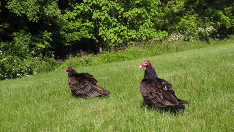 predator bird turkey vulture buzzard perched out in the wild