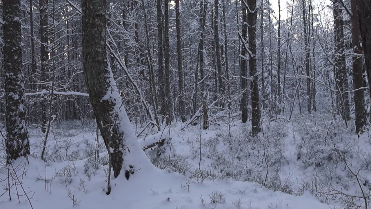Slowly left to right panning footage of a winter cold and chilly forest that is covered in thick, white and fluffy snow after snowfall during a cloudy day. Tree branches, trees and ground is covered.
