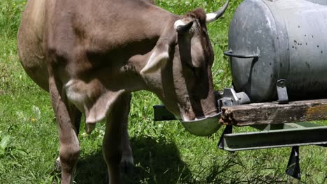 cow pasture on the alps