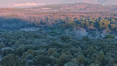 drone flight in the tietar valley at dawn where we see in the shaded part a forest with frozen canopies and in the sunny part the town of piedralaves and its impressive mountains appear