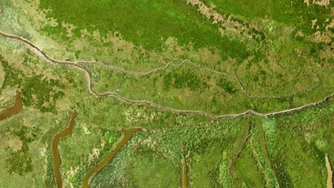 lake and river flowing through green polder landscape at netherlands and belgium border, het zwin nature reserve