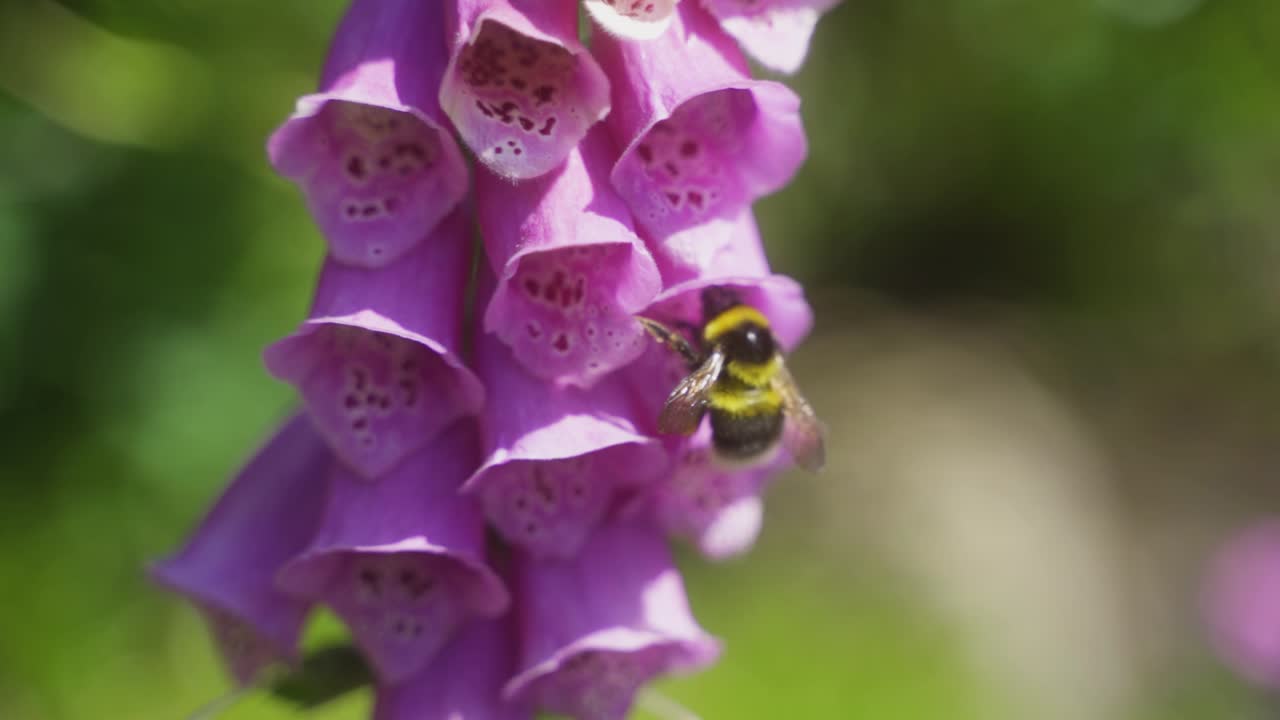 primer plano estático de abejorro sentado en una flor dedalera y limpiando su cara antes de volar a una flor diferente