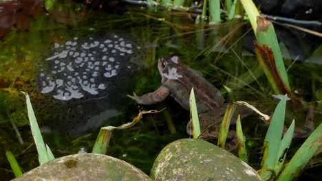 british common frog,laid frogs spawn and protecting guarding