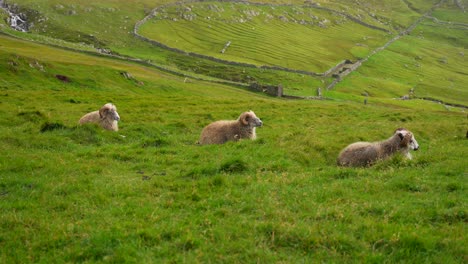 faroese sheeps lying down on grass on a windy day