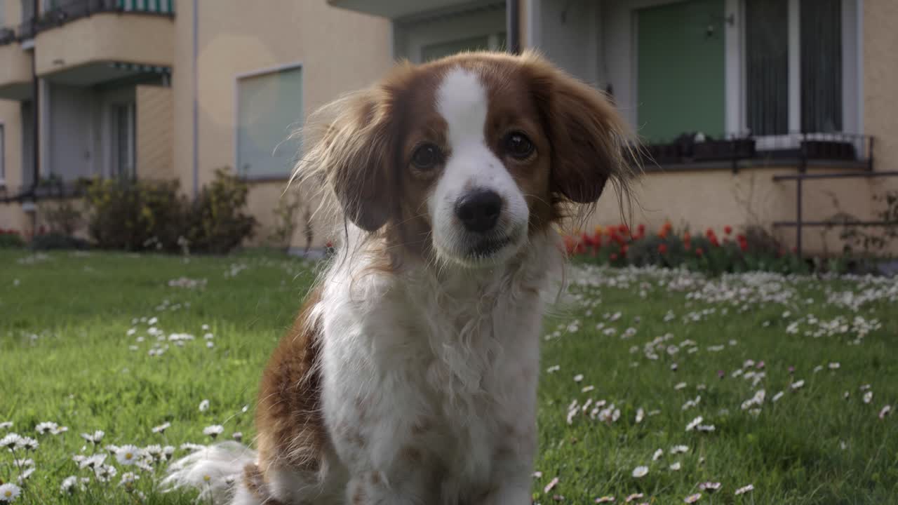 Cute dog looks straight into the camera in the backyard on a sunny day