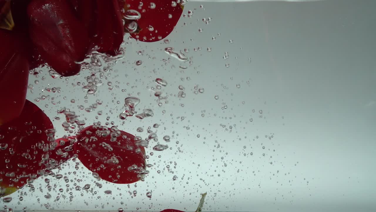 Petali di tulipani cadono nell'acqua. Sfondo. Movimento rallentato.