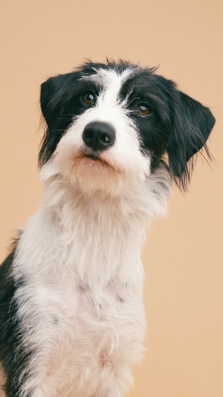 retrato de un perro blanco y negro