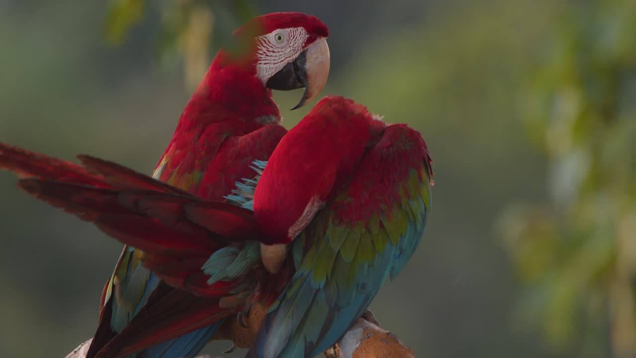 Stunning Green-Winged Macaw couple preening together on a branch in Peru’s rainforest, glowing in soft light.