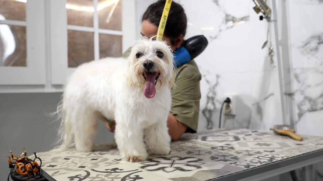 Kleiner weißer Hund wird gepflegt und geföhnt