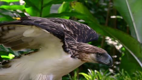 The-Philippine-Eagle-also-known-as-the-Monkey-eating-Eagle-is-critically-endangered-and-can-live-for-sixty-years-feeding-on-Monkeys,-Flying-Lemurs,-and-small-mammals-as-an-opportunist-Bird-of-Prey