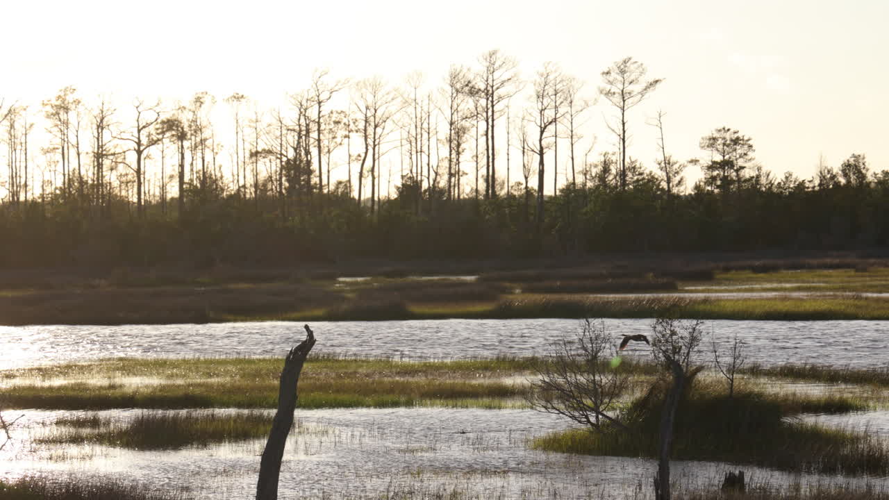 gansos volando justo por encima del agua en los humedales de pantanos salados