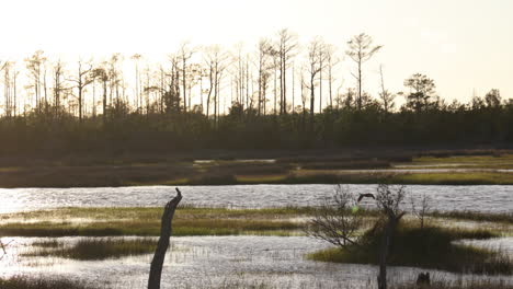 geese flying just above the water in the salt marsh wetlands