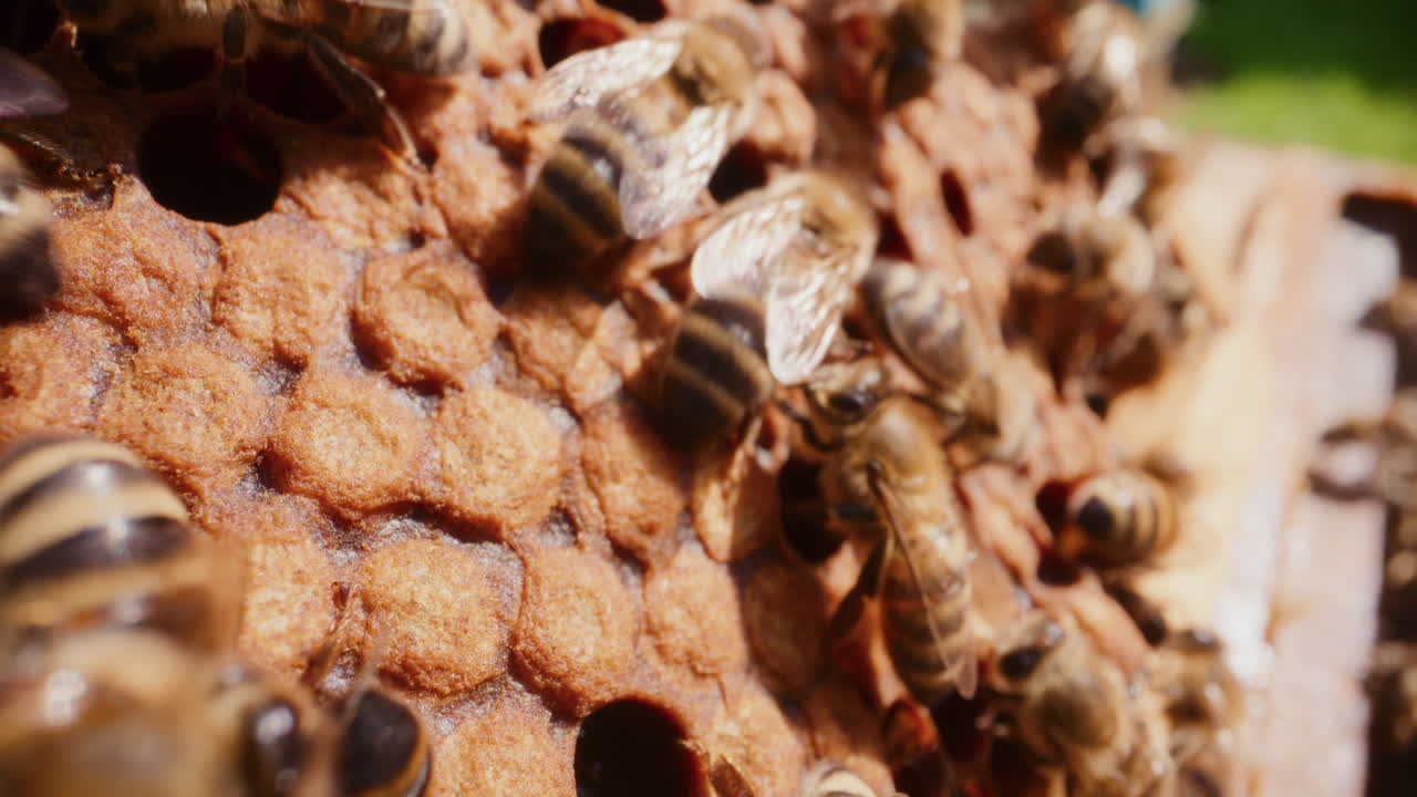 Bees absorbed in work producing honey in the hive.