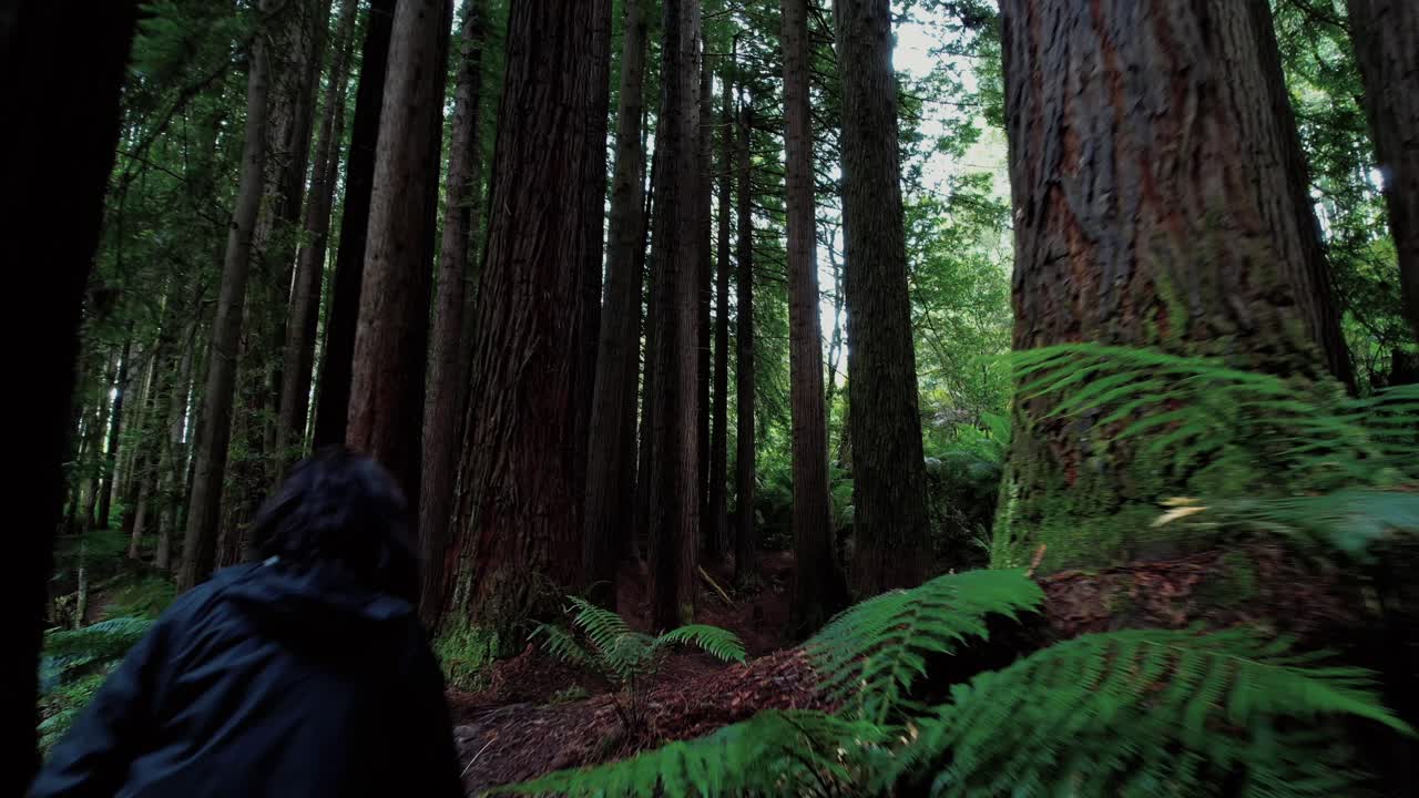 Drone følger pige gennem Californiens Redwood-skov, under træbregner