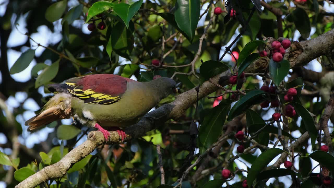 날개를 흔들며 주변을 둘러보며, 두꺼운  ⁇ 수염 비둘기 트레론 커비로스트라는 과일을 맛보고 태국 카 ⁇  크라천 국립공원 내의 나무에 뛰어들었습니다.